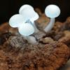 蘑菇LED灯 来自爱丽丝的童话世界(组图)